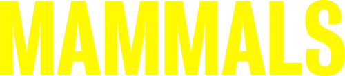 Млекопитающие